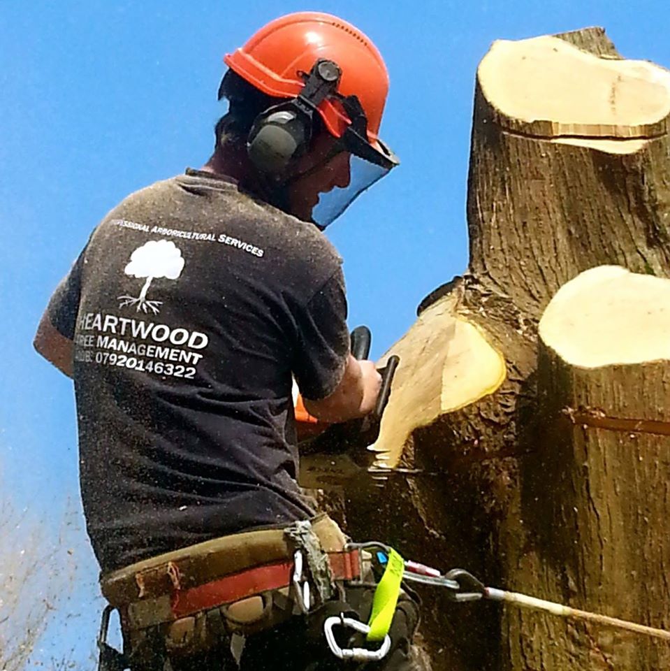 Call us if you'd like a quote on tree or hedge work #Dorchester #Poole #Wareham Bournemouth ow.ly/4mQWyw