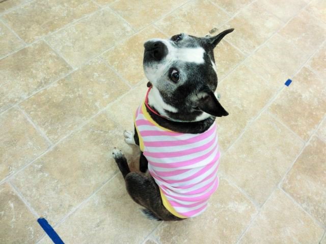 dldstaff's tweet photo. ブログを更新しました!
「愛犬の服をハンドメイドしよう」開催しました♪
次回は5/11(水)、19(木)!残席わずかです、ご予約はお早めに~!!
#doglifedesign #駒沢
https://t.co/KAQgCGimyv https://t.co/WF5bEy3bAK