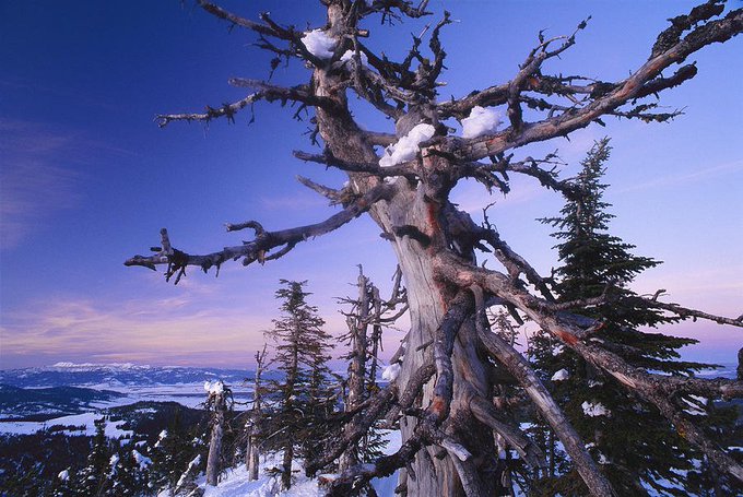 Преглед на изображението в Twitter Преглед на изображението в Twitter