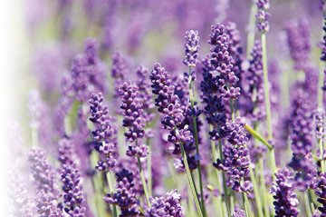 EBPublishing's tweet photo. English Lavender Thrives on Neglect https://t.co/zjYAw8cVJA https://t.co/CYd9HQ1mU2