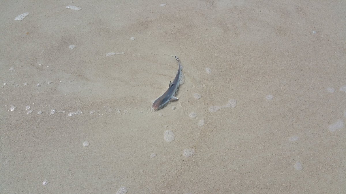 demarcowill's tweet photo. So, yeah, this baby shark just swam up to our feet... #onlyinjax #activejax https://t.co/PFYn7cnuZX