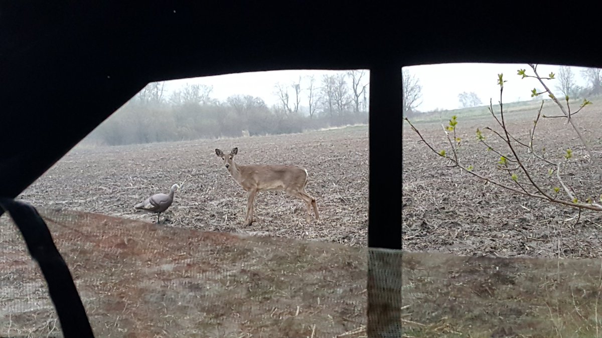 MikeBenisch's tweet photo. Smile #SillyDeer https://t.co/o1sFgwgx5V