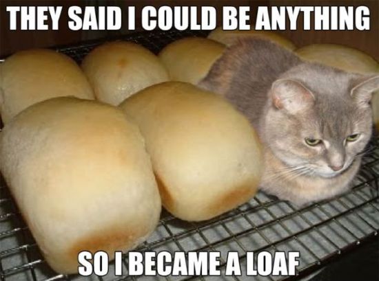 CatsRoyaleGame's tweet image. To bun, or not to bun. Please don't become a loaf... #cat #loaf #silly #gamedev #indiedev #indiegame