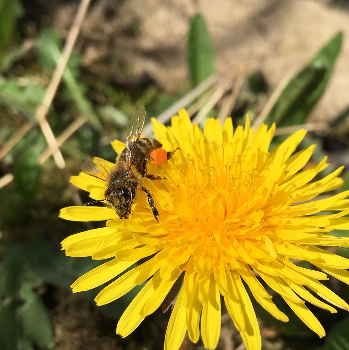 beesharing's tweet photo. #Bestäubung im vollen Gange! #beesharing #beenice #pollination #altesland #beekeeping #Frühling #gutelaune https://t.co/9sy1wkpWTY