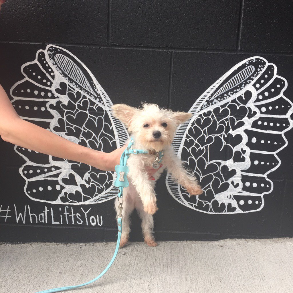 jaygulch's tweet photo. Kelsey decided to do a pair of wings for dogs. Apparently I'm more excited than this dog. https://t.co/lXTo4luya6