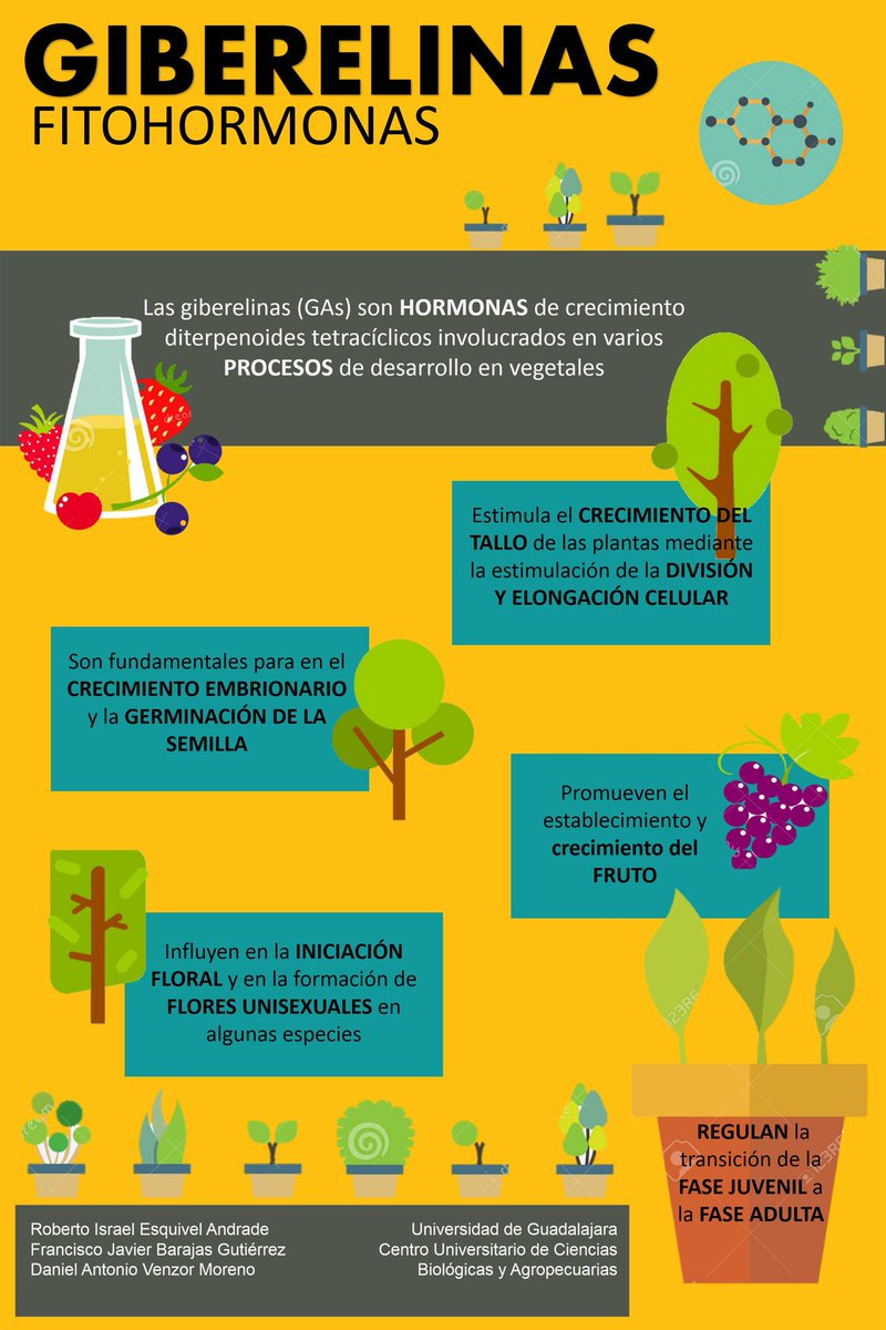 Robe_esquivel's tweet photo. #giberelinas #fisiologíavegetal #fitohormonas @agorajavier  @calvobarajas @danielvenzor7  @villalobos0811 https://t.co/YOnMW859ry