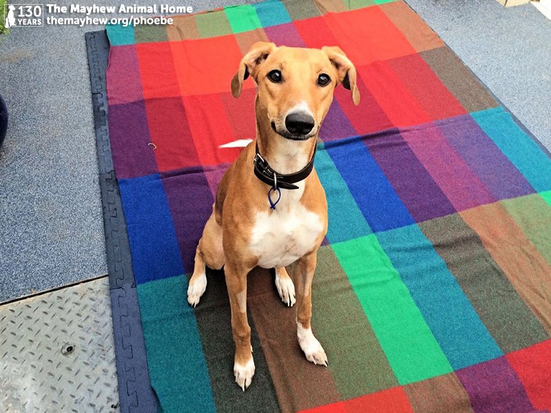 themayhew's tweet photo. RT &amp; help our lovable #Lucher Phoebe find the home she's been waiting for 🐶💖 https://t.co/TP9Ds2OnRf #dogs https://t.co/KsCQM23fIz