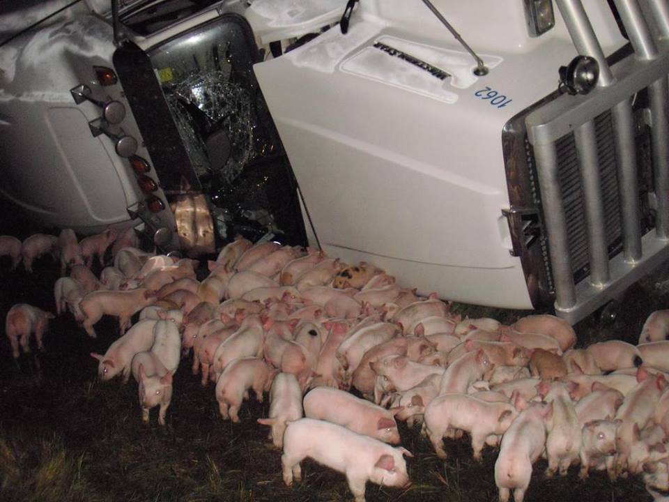 TruckingDepot's tweet photo. Did you see this?
Driver swerves to avoid a Moose 
and hundreds of piglets escape. https://t.co/hhU0iAnMBj