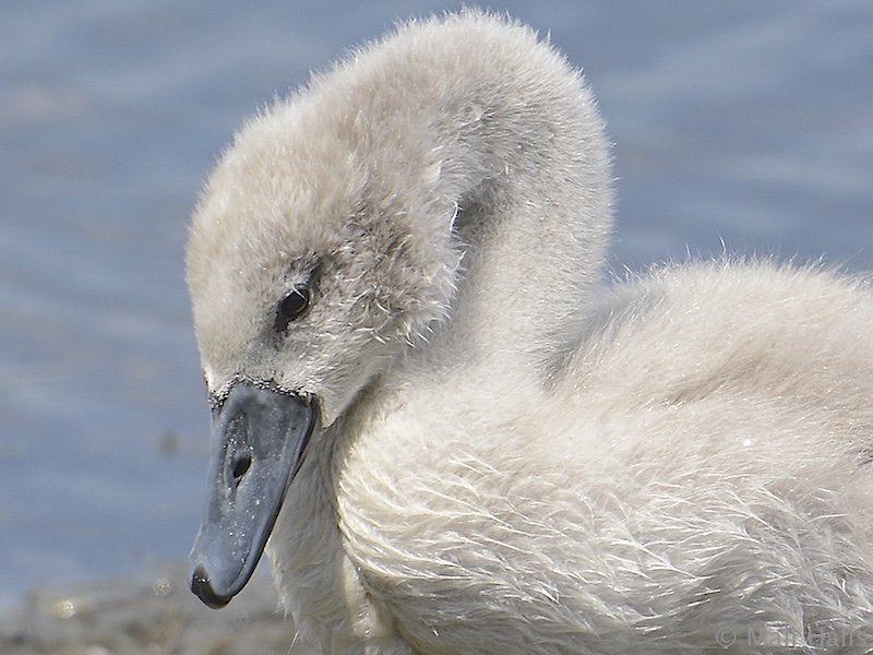 MaliHalls's tweet photo. #Mute #Swan...The wee #cygnets are really #cute at this #stage. https://t.co/vFlUbAm9qy