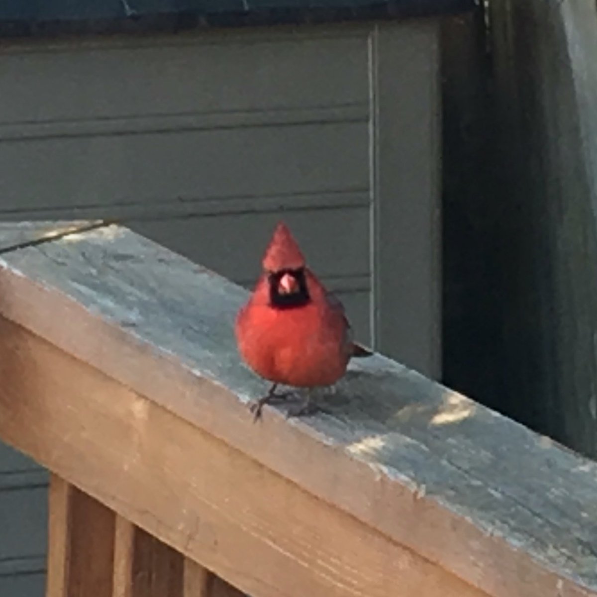 We've got our own real life #AngryBirds in the backyard. We call this one <a href="/jasonsudeikis/">Jason Sudeikis</a>