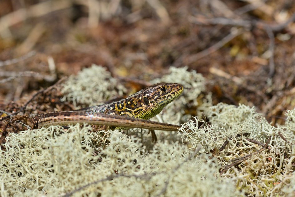 SussexARG's tweet photo. #SxARG30th new header by Paul Stevens: sub-adult male #SandLizard #Ambersham #Sussex #springwatch #reptiles #lizards https://t.co/TcwleVu7aV
