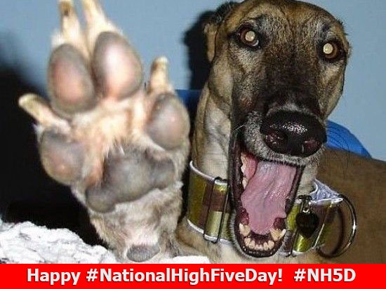 PBKennelClub's tweet photo. Happy #NationalHighFiveDay!  #NH5D  #highfiveeveryone https://t.co/KGSX3tmnGj