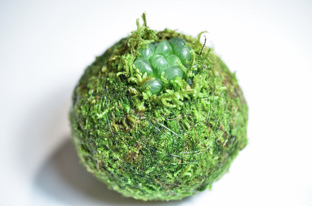 lsucculent's tweet photo. ガジュマルの苔玉と、ハオルチアの苔玉
かわいい…エイリアンの卵っぽい… https://t.co/k99eEp6zZe