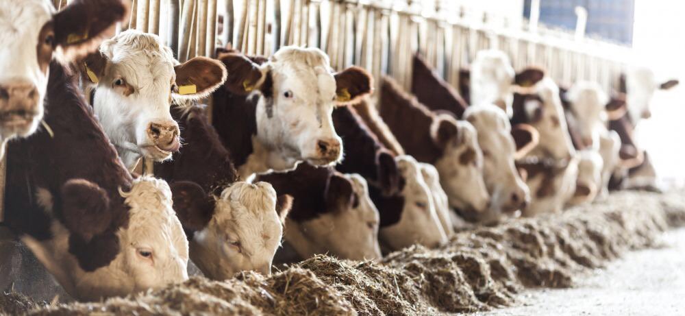 GroleauM's tweet image. Il n’y a rien de blanc ou noir en environnement, seulement 50 nuances de gris. @upaqc  ledevoir.com/non-classe/468…