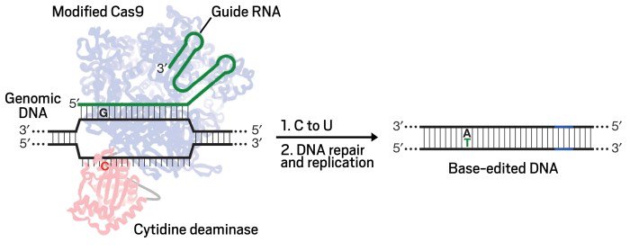 idtdna's tweet image. Improved route to single-base genome editing idtb.io/4mWxyJ @cenmag #CRISPR