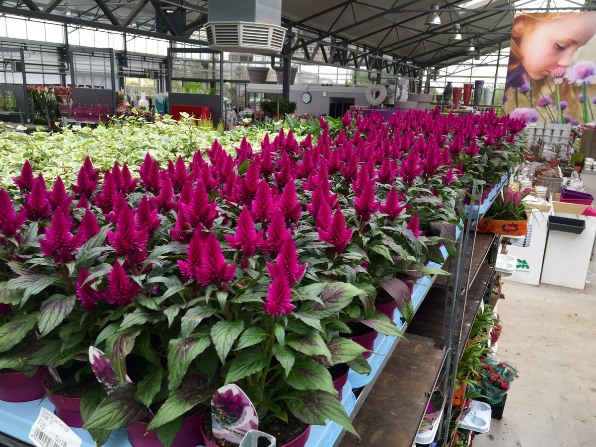 Op bezoek bij #vvplantes in #Hyères! Drukte voor #Muguet (1 mei) is begonnen! #Kamerplanten is veel NL product!