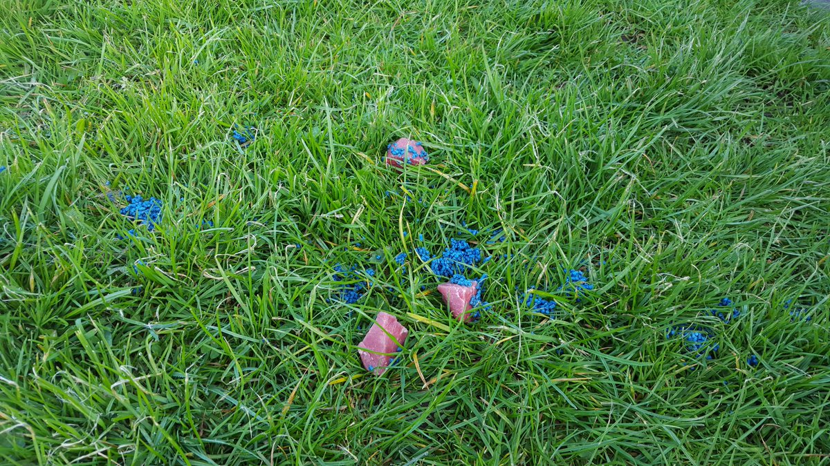 What type of person leaves pellets laced with raw meat on grass verges St Vincent Rd Stone WHY? What is the target?