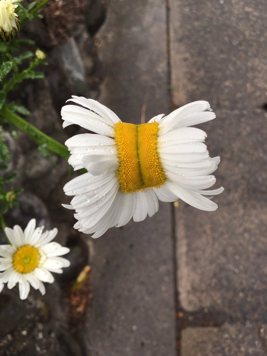 Tightman 今日見た花の奇形 突然変異かな 中々キモい