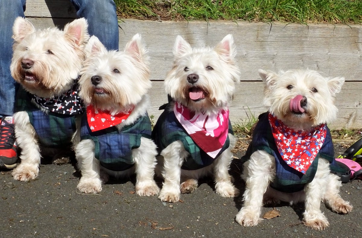 Barrhead News tweet media