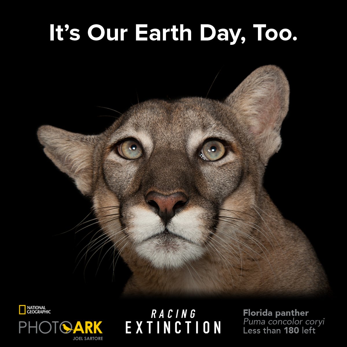 RacingXtinction's tweet photo. In 100 yrs HALF of species could disappear. See how you can help stop this >> https://t.co/7HtzeNsq6o #EarthDay https://t.co/wwUNX9rr1c
