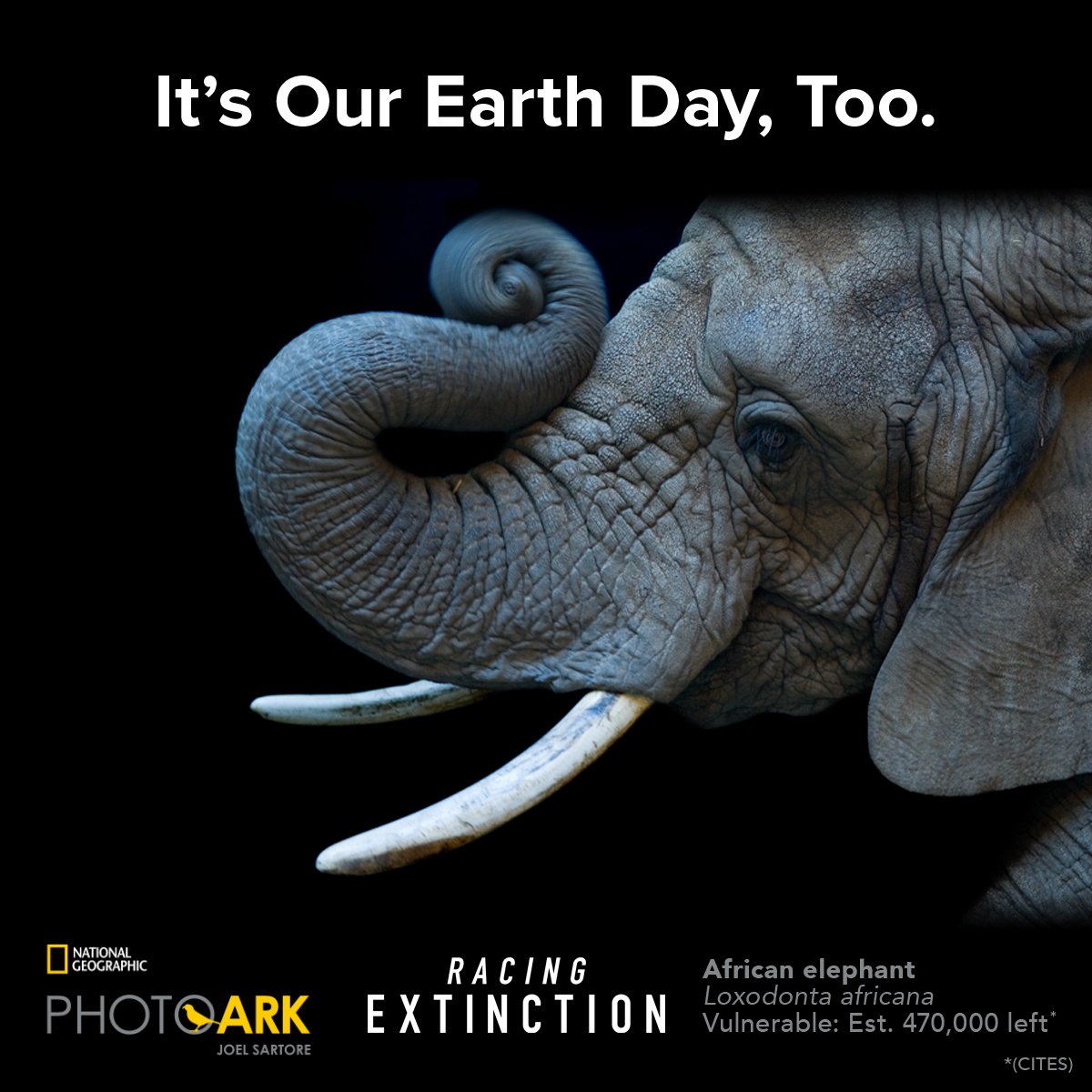 RacingXtinction's tweet photo. In 100 yrs HALF of species could disappear. See how you can help stop this >> https://t.co/7HtzeNsq6o #EarthDay https://t.co/wwUNX9rr1c