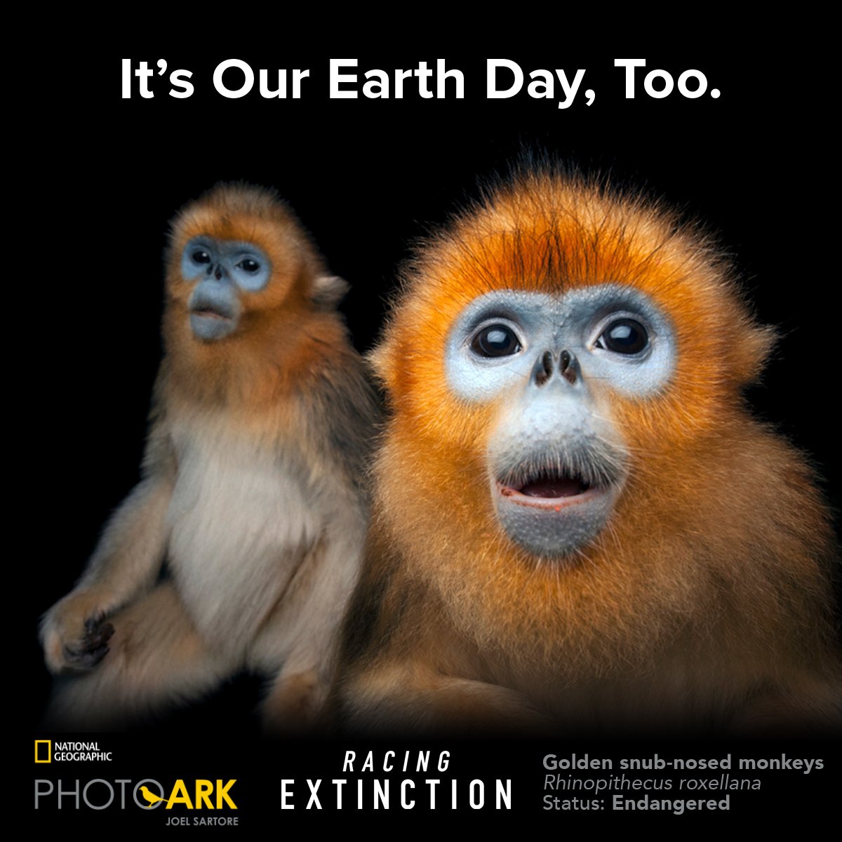 RacingXtinction's tweet photo. In 100 yrs HALF of species could disappear. See how you can help stop this >> https://t.co/7HtzeNsq6o #EarthDay https://t.co/wwUNX9rr1c