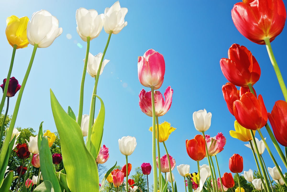 NL: A new beginning for plant compounds <a href="/Plantenstoffen/">Plantenstoffen</a>
floraldaily.com/article/4822/N…