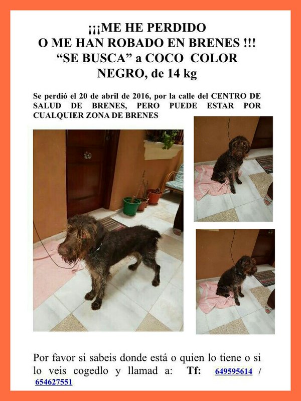 LostAnimales's tweet photo. #Sevilla en Brenes, perro perdido! https://t.co/tU1DJqGtZP