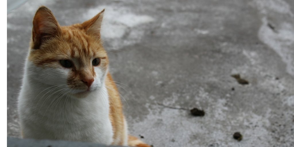 GigiSantasSocks's tweet image. "Human, stop with the photos and give me the food already" #CatProblem #MondayMotivation