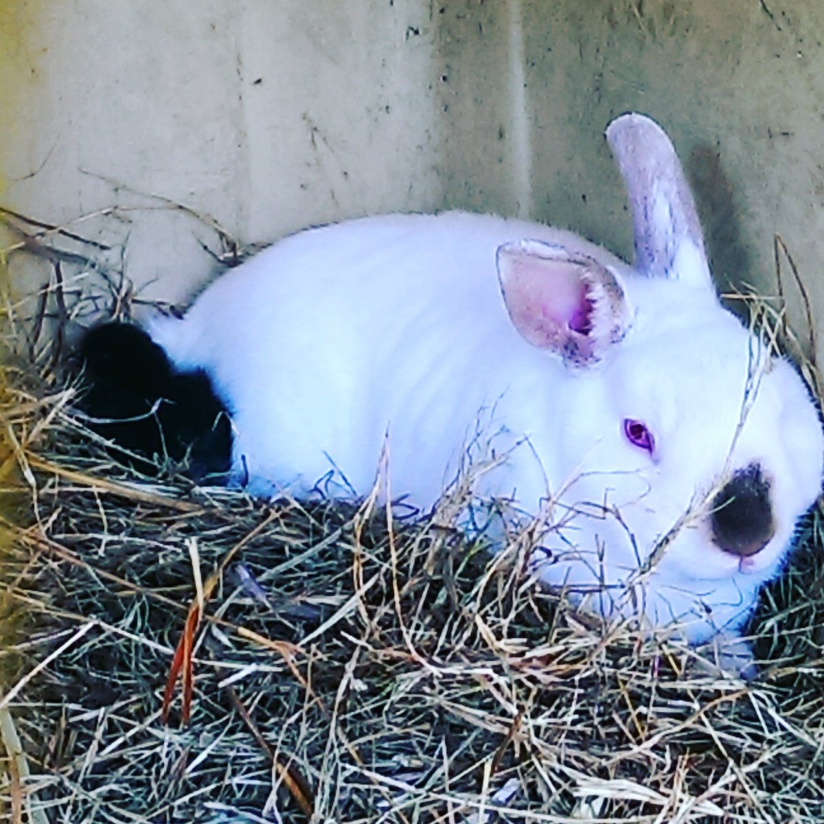FarmsFidler's tweet photo. #oddcouples, my chicken and rabbit 
Rooster and bugs https://t.co/6guxAIt9cg