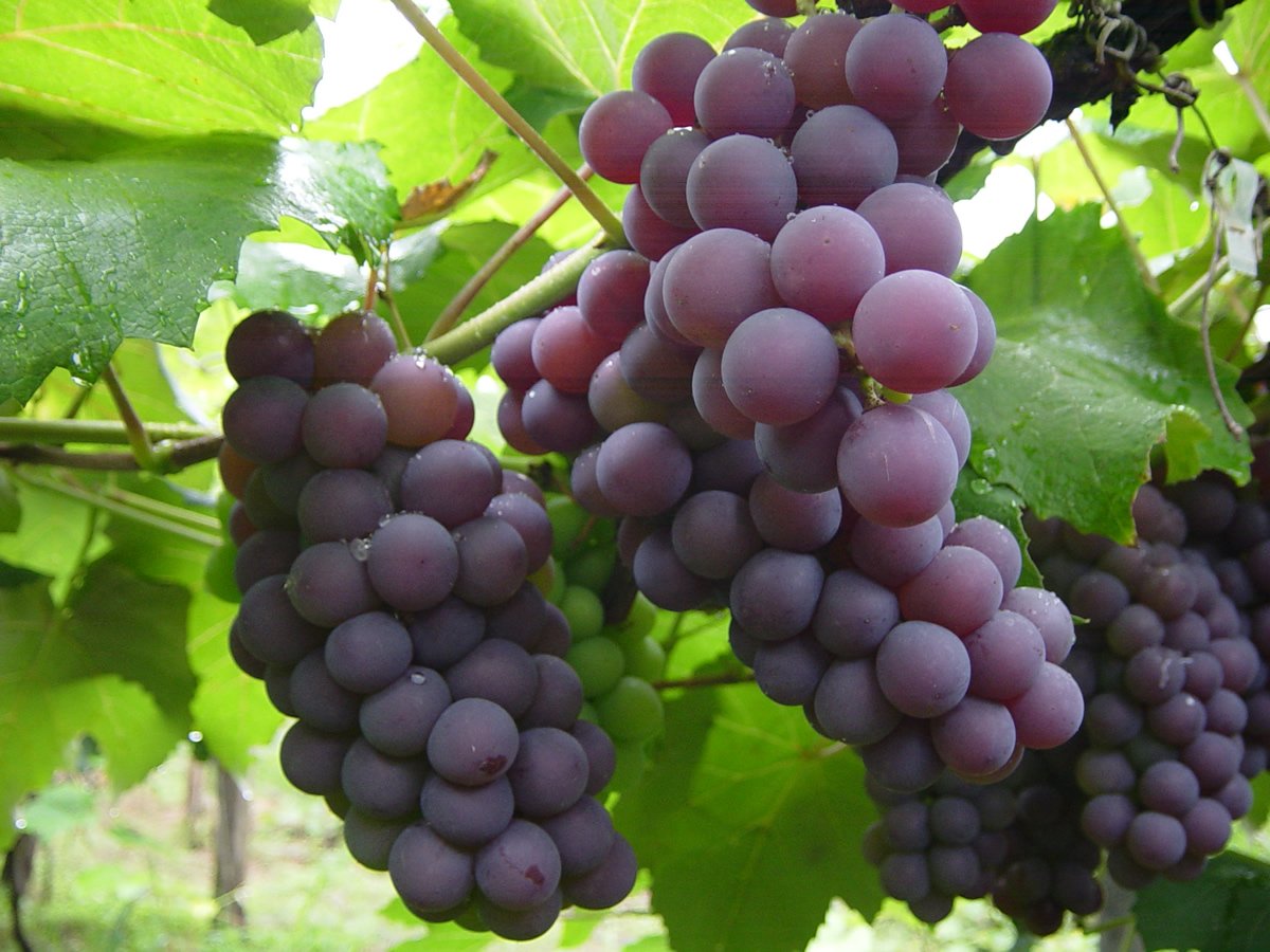 Nueva estrategia de control biológico de la podredumbre de la uva buff.ly/1YHsTxh