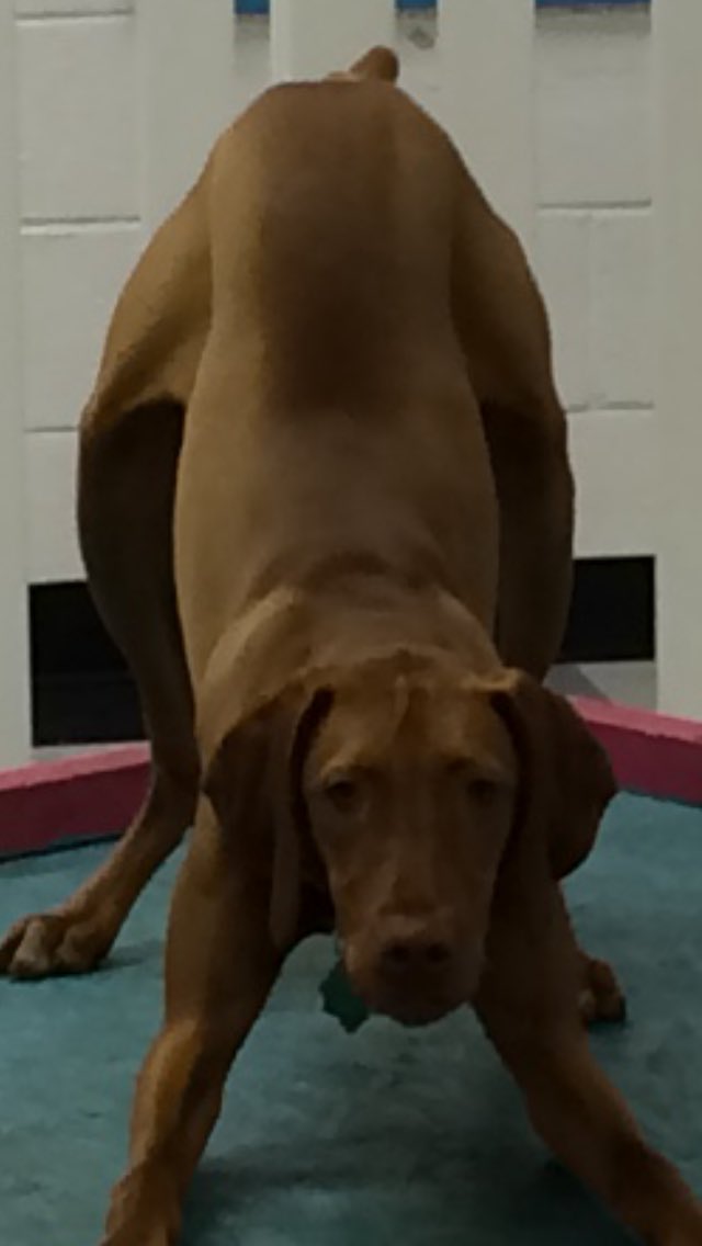 HappyDogsWloo's tweet image. Have you spread the word? Happy dogs is accepting new clients!! Give Dog Daycare a try, it's a whoofing good time!!