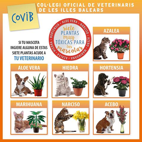 veterinarisib's tweet image. Algunas plantas pueden resultar muy tóxicas si son ingeridas por nuestras mascotas #Covib