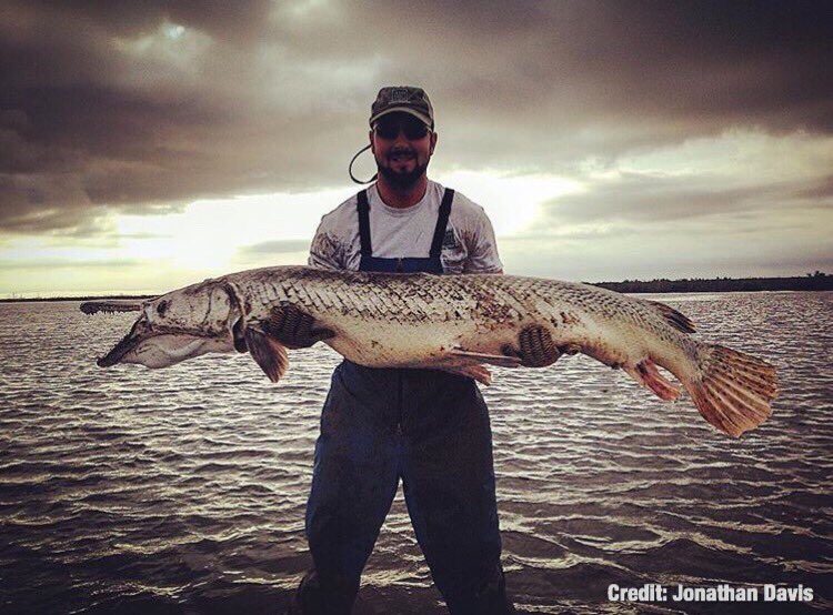 PrimitiveFishes's tweet photo. BEASTLY! Gartastic pic of marine biologist @TexasSharks_JD w/ ~7ft, 110 lb gator gar! Now that's an iconic photo! https://t.co/CMIdNBksMc