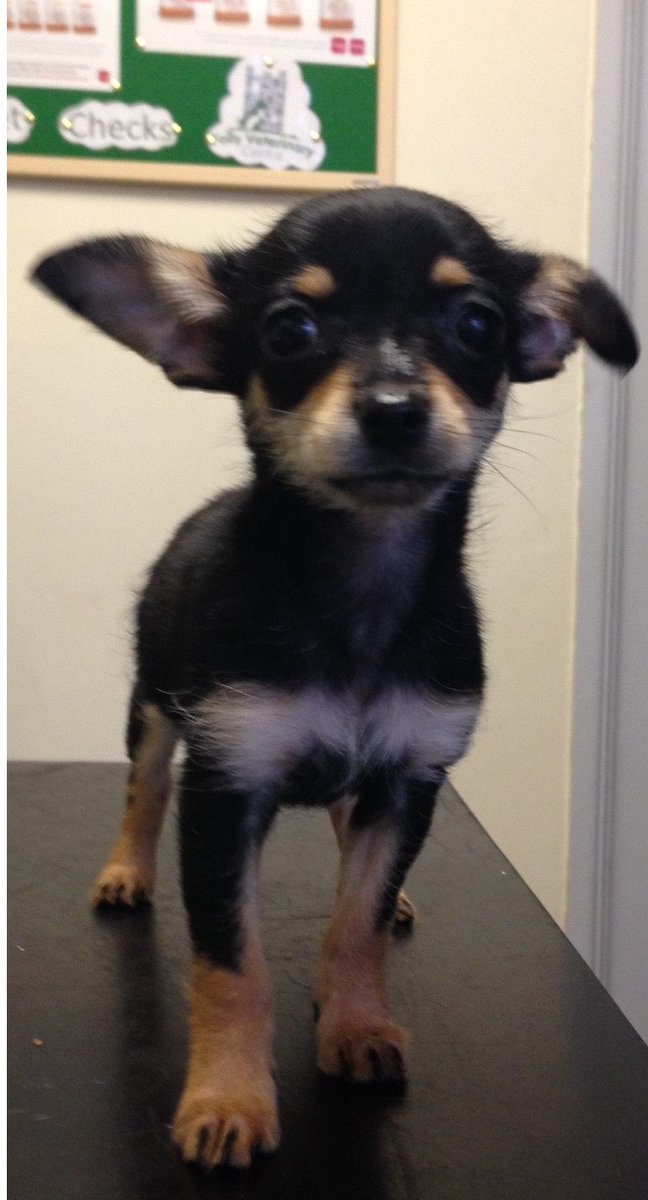FollyVets's tweet photo. AVAILABLE NOW NURSE CONSULTATIONS!!! WEDNESDAY AFTERNOON BETWEEN 4.00PM AND 5.00PM. Call us on 01495 616656 https://t.co/eNOvVxztRS