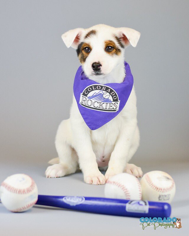 Fire Rescue Dogs tweet media