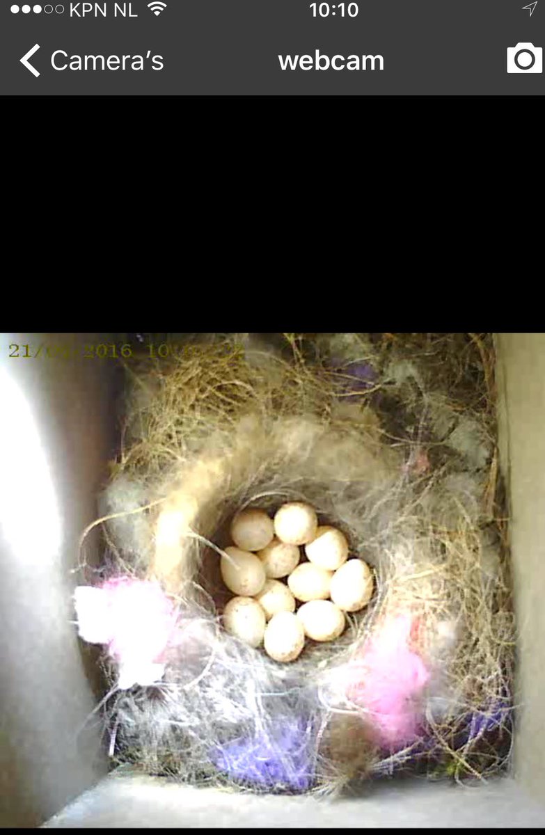 Problemoplosser's tweet image. 11 eieren vandaag. Blijft inmiddels veel op nest. Man voert af toe #Beleefdelente