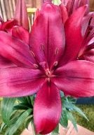 Check out the gorgeous, satin sheen of the "Corleone" lily