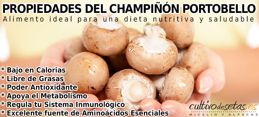 CultivodeSetas's tweet photo. Propiedades de los Champiñones Portobello
https://t.co/TKAzAtZz8y https://t.co/i79jE4yNyd