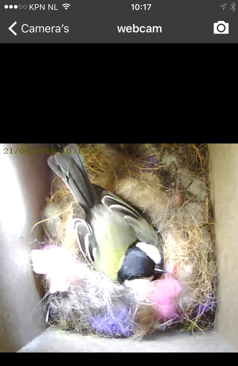 Problemoplosser's tweet image. Druk zal ze het krijgen. #Beleefdelente ipwebcam in vogelhuisje.