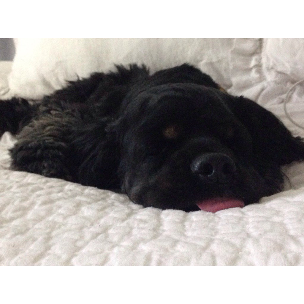 sugarplumtweets's tweet photo. Life is hard when you're trés adorable, which I clearly am. https://t.co/WK6W8IJjvV