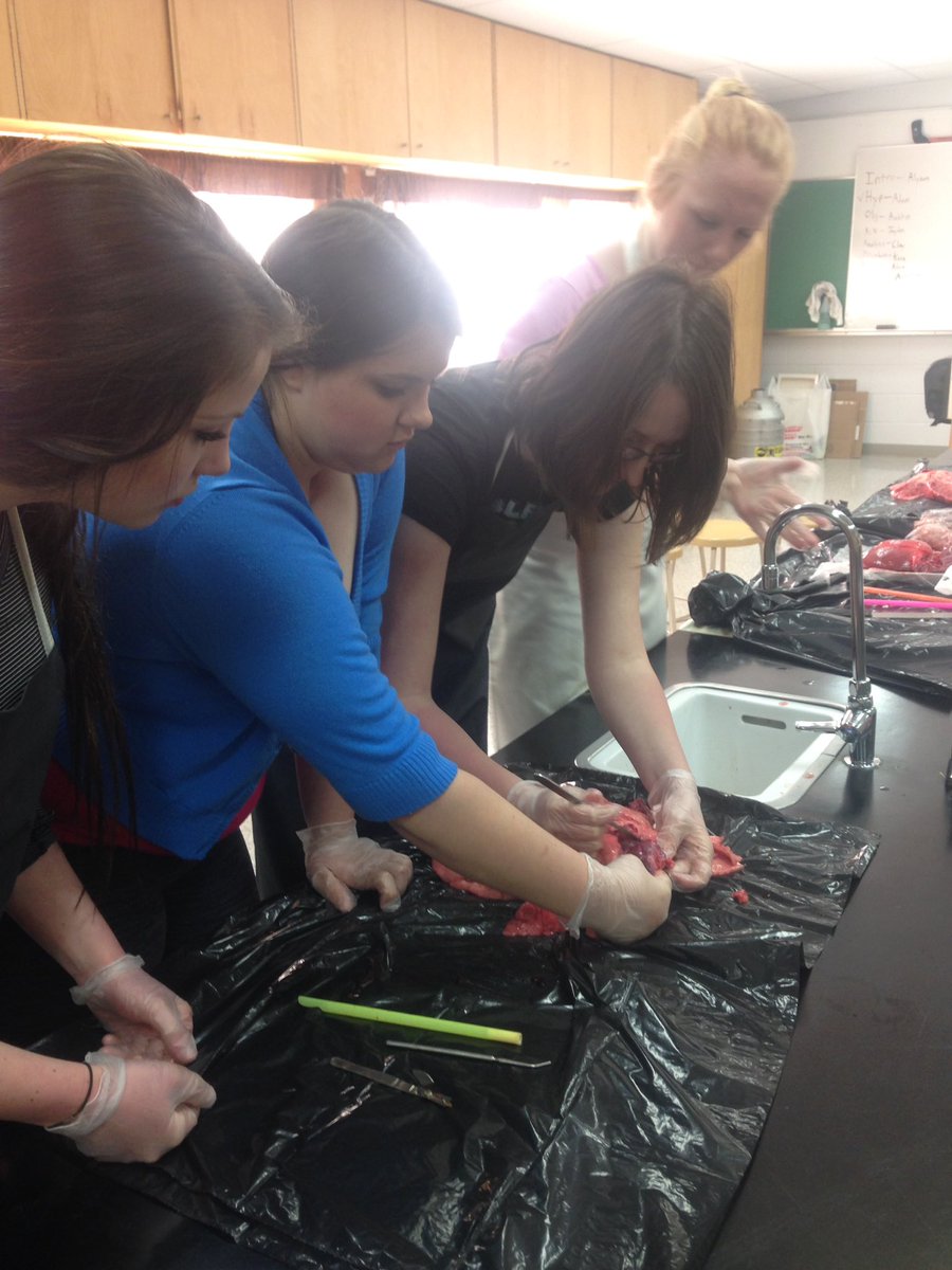 GourlieJanine's tweet photo. Dissecting lungs and hearts in health science. #science #healthscience20 #lskysd #luselandschool https://t.co/dFvc2GZmjN