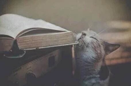 Pasiondeleer's tweet photo. #NoHayNadaComo el olor de los libros ❤ https://t.co/ysRy9jWa7T
