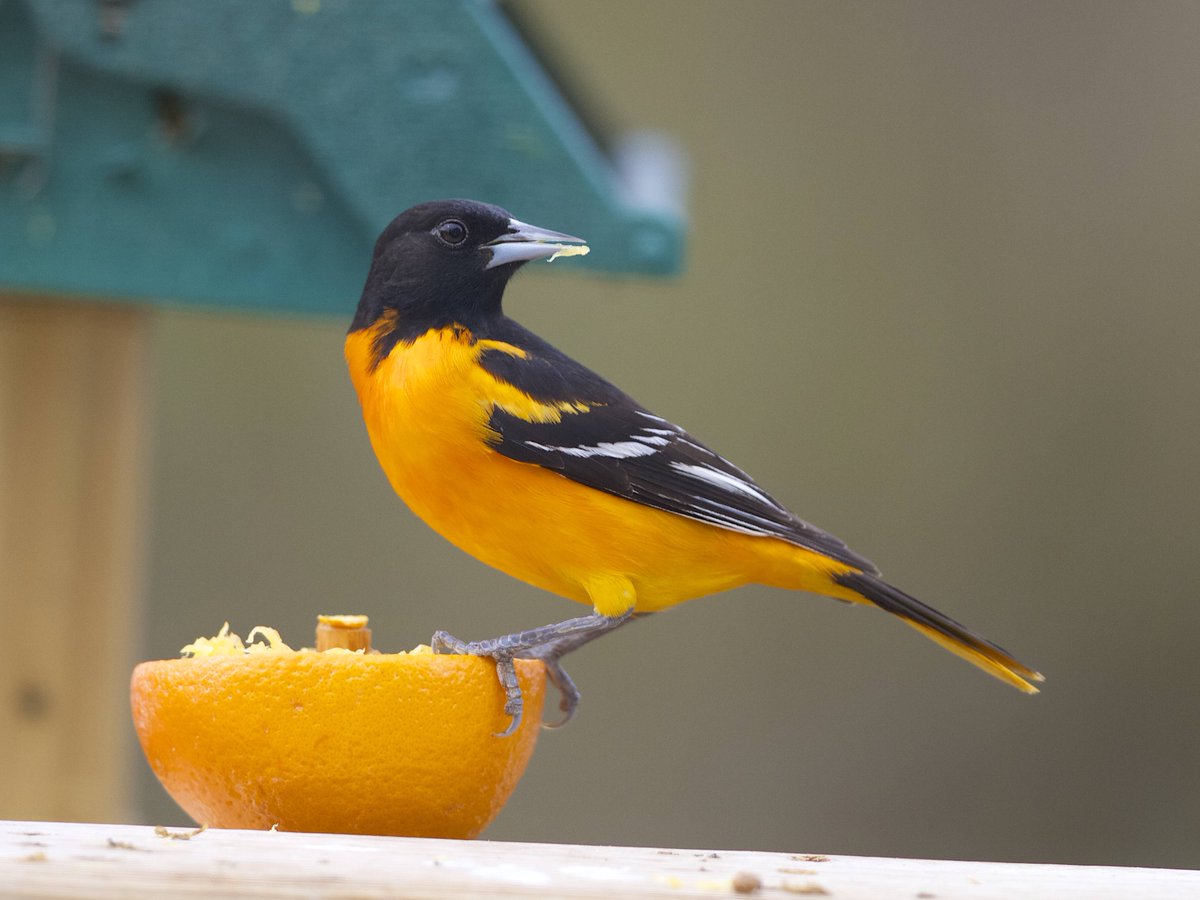 realscientists's tweet image. Another simple #GatewayToScience - birdwatching.