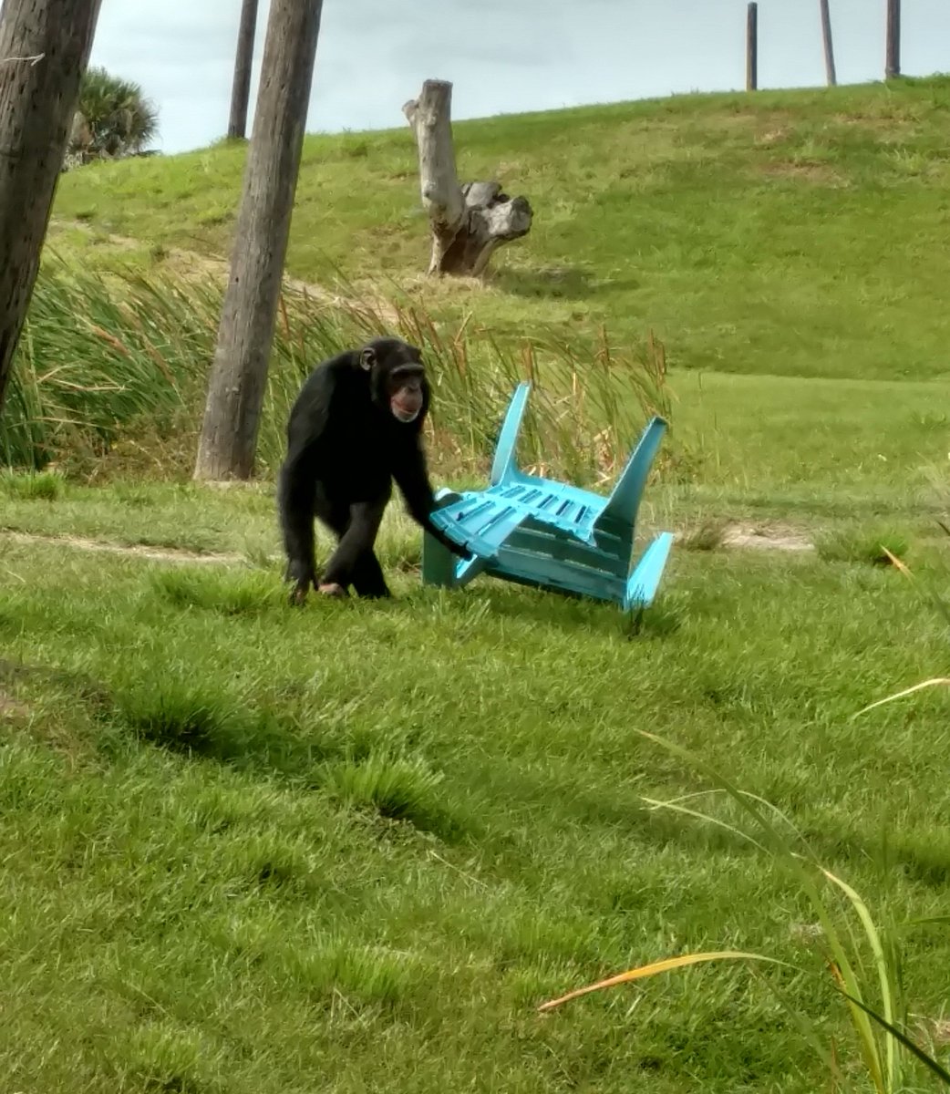 SaveTheChimps's tweet photo. A caregiver gave Ron's family this chair. After dinner Marlon was carrying it everywhere he went.
#MarlonTheChimp https://t.co/zzyj43MggT