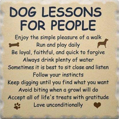 DogVacay's tweet photo. Because dogs are WISE beyond their years https://t.co/3M8q8TyWI5