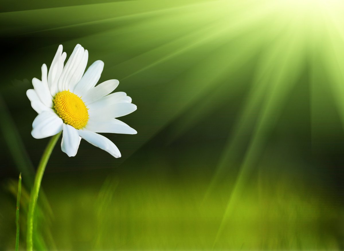 "Certain flowers take longer to bloom than others" -Chapter 14 from "I'm There for you Baby" itfyb.com