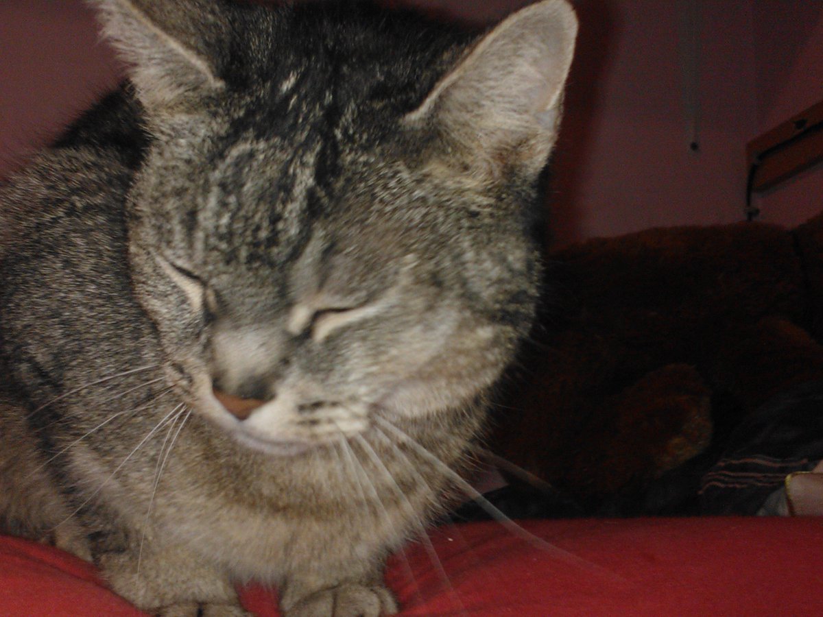 orrow_tom's tweet photo. My cat #3 https://t.co/KDYq2wstNZ