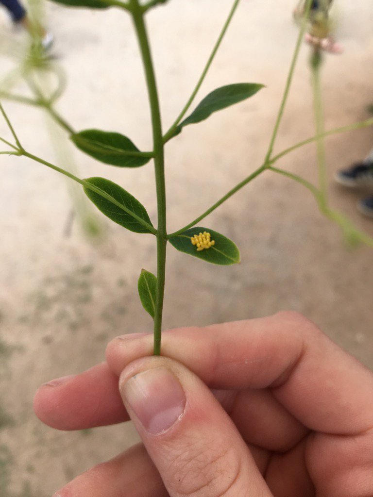MrsIslamsClass's tweet image. Kids found these eggs while at recess today! #lifecycles @ergle_angela @WESWildcat