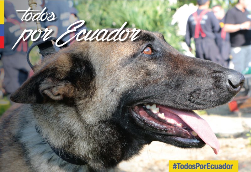 Seguridad_Ec's tweet image. Todos estamos listos para ayudar, incluidos ellos | #EcuadorListoYSolidario #TodosPorEcuador